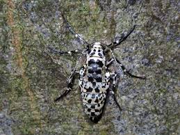 Attēlu rezultāti vaicājumam “Erannis defoliaria imago”