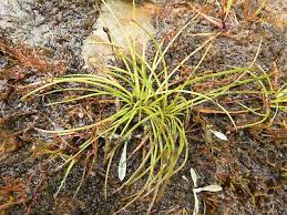 Attēlu rezultāti vaicājumam “Juncus squarrosus fruit”