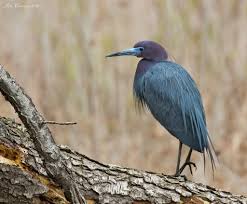 Image result for heron