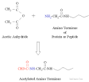 Acetylation of Protein or Peptide Amino Termini and or the Side ...