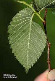 Attēlu rezultāti vaicājumam “Ulmus laevis leaf”