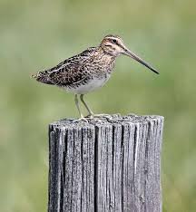 Image result for Gallinago delicata