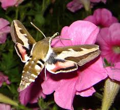Attēlu rezultāti vaicājumam “Hyles gallii”