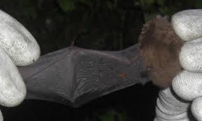 Attēlu rezultāti vaicājumam “Pipistrellus pygmaeus”