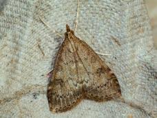 Attēlu rezultāti vaicājumam “Udea fulvalis”