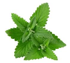 Attēlu rezultāti vaicājumam “Melissa officinalis leaf”