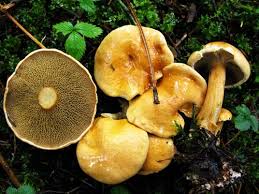 Attēlu rezultāti vaicājumam “Suillus bovinus”
