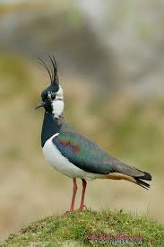 Attēlu rezultāti vaicājumam “Vanellus vanellus”