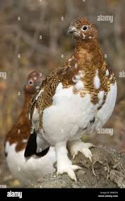 Image result for Lagopus lagopus