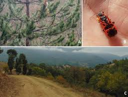 Attēlu rezultāti vaicājumam “Caenolyda reticulata”