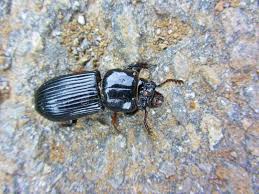 Attēlu rezultāti vaicājumam “Pterostichus melanarius”