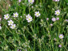 Attēlu rezultāti vaicājumam “Spergularia rubra leaf”