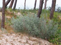 Image result for Artemisia caudata