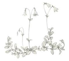 Attēlu rezultāti vaicājumam “Linnaea borealis fruit”