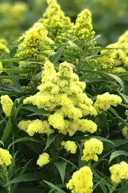 Attēlu rezultāti vaicājumam “Solidago canadensis fruit”