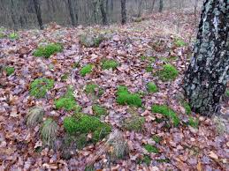 Attēlu rezultāti vaicājumam “Pleurozium schreberi”