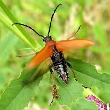 Attēlu rezultāti vaicājumam “Leptura rubra male”