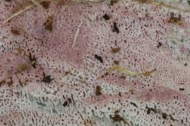 Attēlu rezultāti vaicājumam “Ceriporia purpurea”