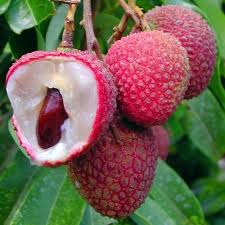Image result for Litchi chinensis