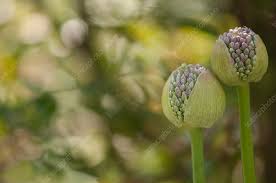 Attēlu rezultāti vaicājumam “Allium cepa bud”