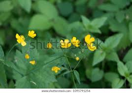 Attēlu rezultāti vaicājumam “Ranunculus lanuginosus flower”