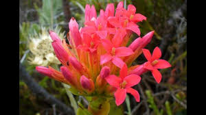 Attēlu rezultāti vaicājumam “Crassulaceae”