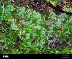 Attēlu rezultāti vaicājumam “Pellia neesiana”