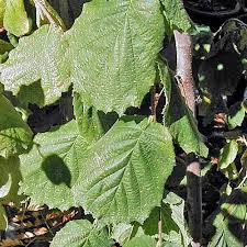 Attēlu rezultāti vaicājumam “Corylus avellana”