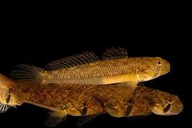 Attēlu rezultāti vaicājumam “Nardia geoscyphus”