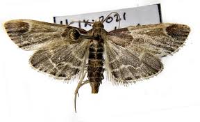 Attēlu rezultāti vaicājumam “Pyralis farinalis”