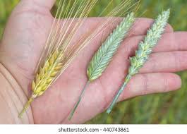 Image result for Secale cereale