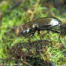 Attēlu rezultāti vaicājumam “Notiophilus palustris”