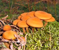Attēlu rezultāti vaicājumam “Lactarius lygniotus”