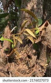 Attēlu rezultāti vaicājumam “Campylium chrysophyllum”