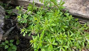 Image result for Galium aparine