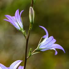 Image result for Campanula strigosa