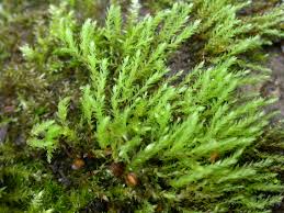 Attēlu rezultāti vaicājumam “Pohlia wahlenbergii var. calcarea”