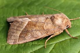 Attēlu rezultāti vaicājumam “Hydraecia micacea”