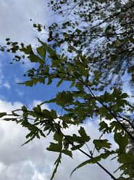 Attēlu rezultāti vaicājumam “Tilia platyphyllos Laciniata”