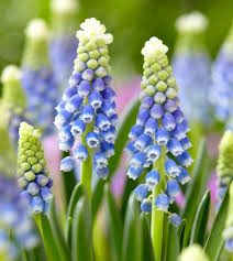 Attēlu rezultāti vaicājumam “Muscari armeniacum flower”