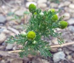 Attēlu rezultāti vaicājumam “Matricaria discoidea flower”