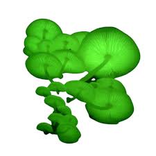 Attēlu rezultāti vaicājumam “Panellus stipticus”