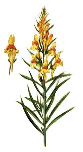 Image result for Linaria vulgaris