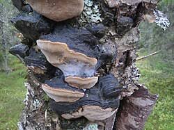 Attēlu rezultāti vaicājumam “Phellinus laevigatus”