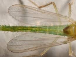 Attēlu rezultāti vaicājumam “Tanytarsus”