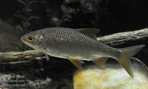 Image result for Rutilus heckelii