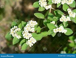 Attēlu rezultāti vaicājumam “Cotoneaster multiflorus”