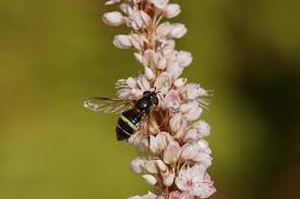 Attēlu rezultāti vaicājumam “Dasysyrphus tricinctus”
