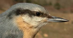 Attēlu rezultāti vaicājumam “Sitta europaea male”