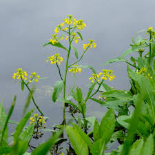 Attēlu rezultāti vaicājumam “Rorippa amphibia leaf”
